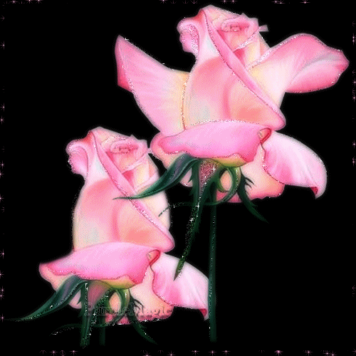  Kwiaty -  róże - WqN9SKkjni.jpg
