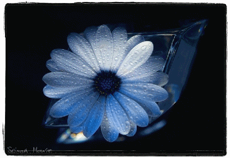 Kwiaty gif - AllDay.ru_119.gif
