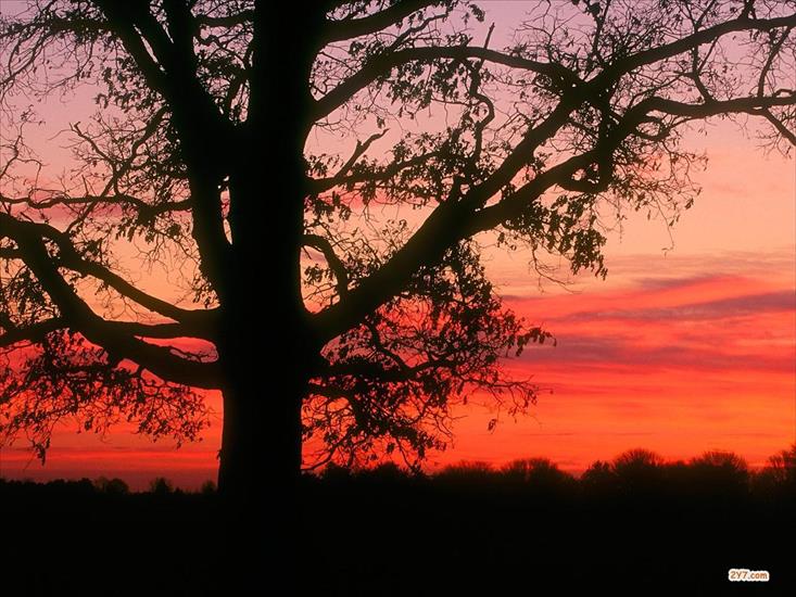 Zachod slonca - Oak Tree at Dawn, Oldham County, Kentucky - 1600.jpg