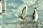 RUCHOME - pingwiny0jn1.gif