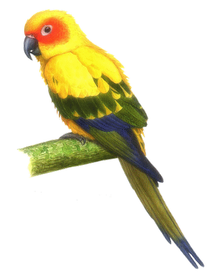 Ptaki - ptaki28.png