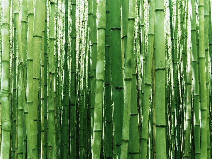 las - Bamboo.jpg