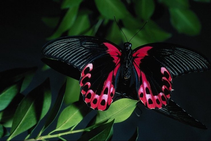 Motyle - 09_butterfly_555721.jpg