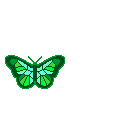 Motylki - motyle24.gif