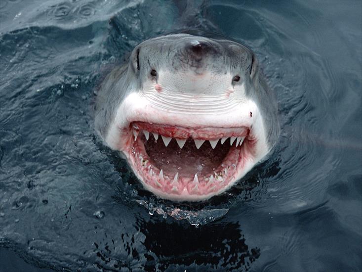 Życie w oceanie - Yipes Great White Shark, South Australia.jpg