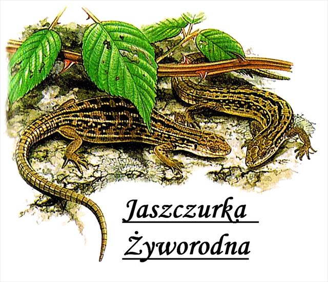 Zwierzęta Polski - obrazki edukacyjne - Jaszczurka Żyworodna a1.jpg