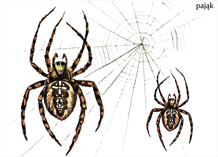 owady - 09 pająk.jpg