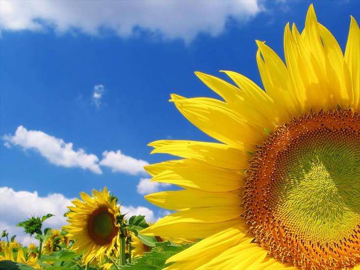 Tapety-przyroda - Sunflower_1600.jpg