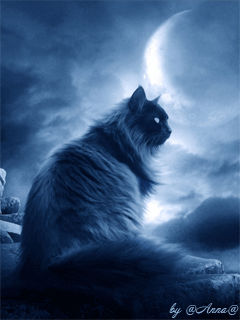 Obrazki - Nocny kot.gif