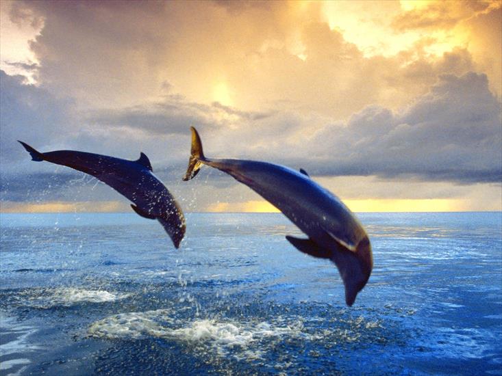 Morskie - Bottlenose Dolphins.jpg