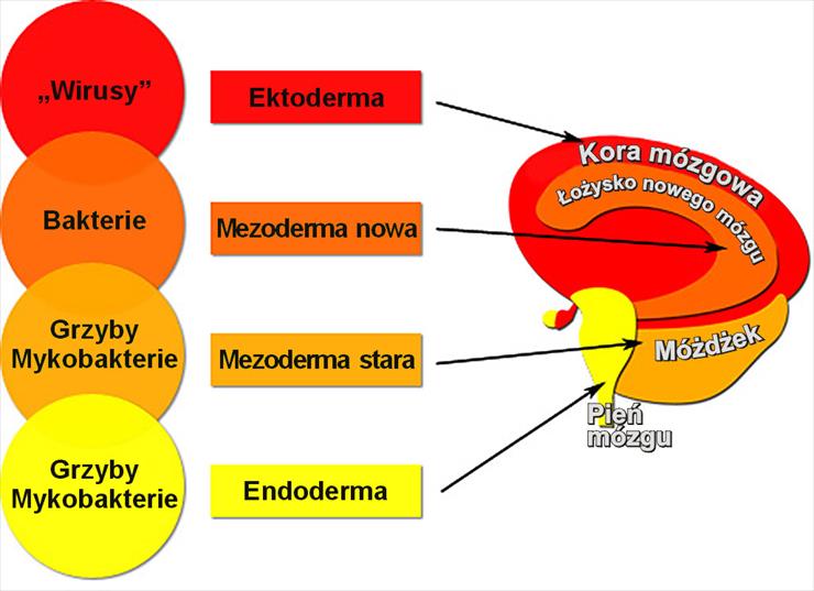 GERMAŃSKA MEDYCYNA - IV prawo natury2.jpg