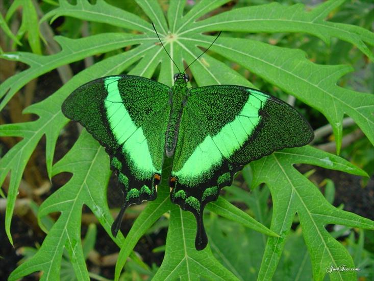 motyl zielony - butterfly2-768.jpg